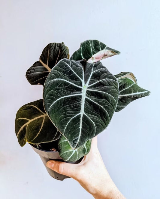 Alocasia Black Velvet starter plant **(ALL plants require you to purchase ANY 2 plants!)**
