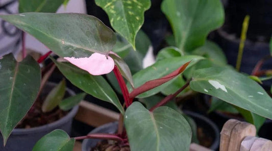 Philodendron pink princess low variegation starter plant **(ALL plants require you to purchase ANY 2 plants!)**