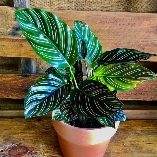 Calathea Beauty star 2” plant **(ALL plants require you to purchase ANY 2 plants!)**