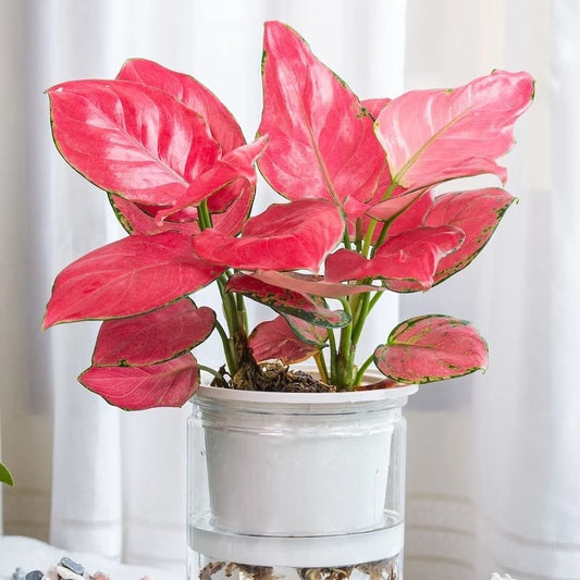 Aglaonema red zircon starter plant **(ALL plants require you to purchase ANY 2 plants!)**