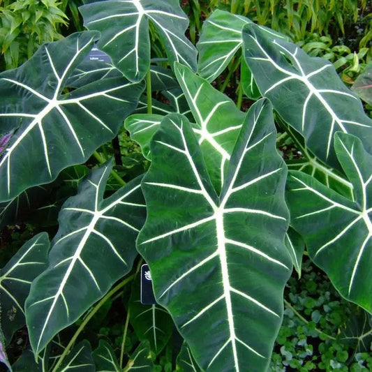 Alocasia Frydek starter plant **(ALL plants require you to purchase ANY 2 plants!)**