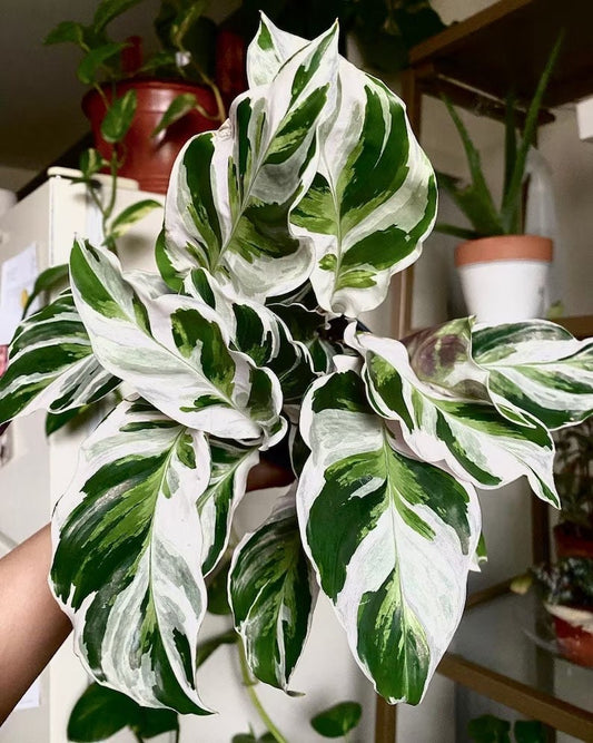Calathea White fusion starter plant **(ALL plants require you to purchase ANY 2 plants!)**