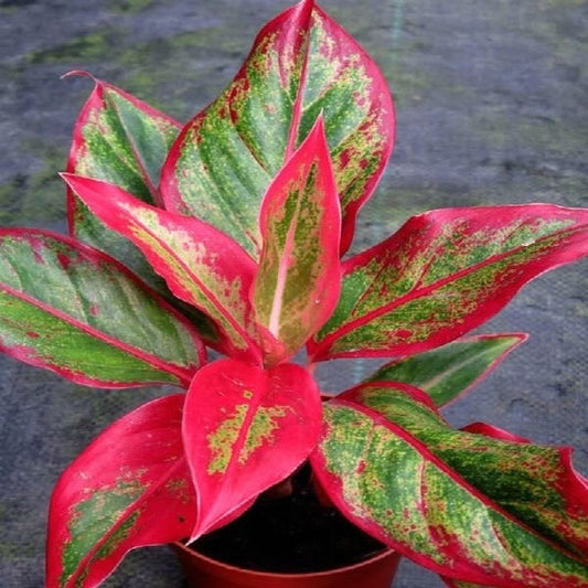 Aglaonema Siam aurora XL starter plant **(ALL plants require you to purchase ANY 2 plants!)**
