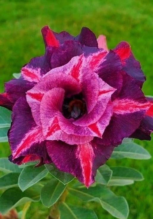 Desert rose purple plum starter plant **(ALL plants require you to purchase ANY 2 plants!)**