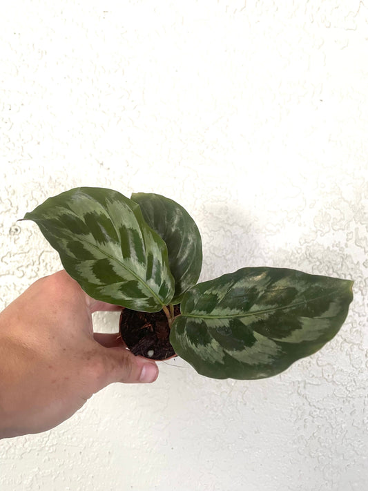 Calathea Helen Kennedy 2” plant **(ALL plants require you to purchase ANY 2 plants!)**