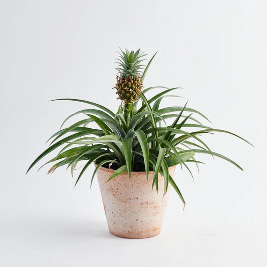 Ananas Mini me (baby pineapple) XL starter plant **(ALL plants require you to purchase ANY 2 plants!)**