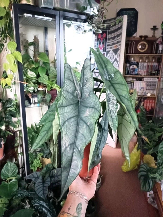 Alocasia Heterophylla Dragons Breath 4” plant **(ALL plants require you to purchase ANY 2 plants!)**