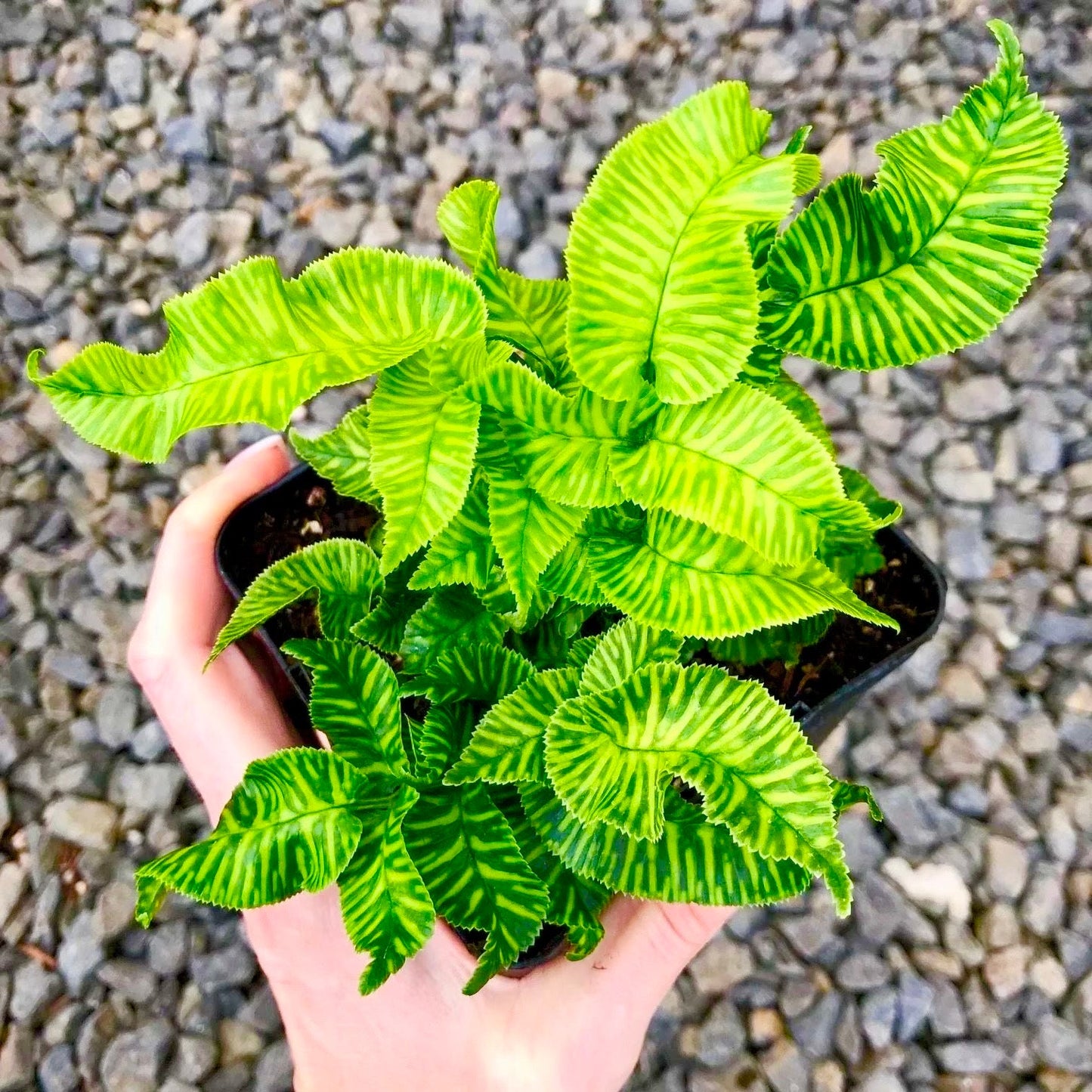 Golden Zebra bamboo fern starter plant **(ALL plants require you to purchase ANY 2 plants!)**