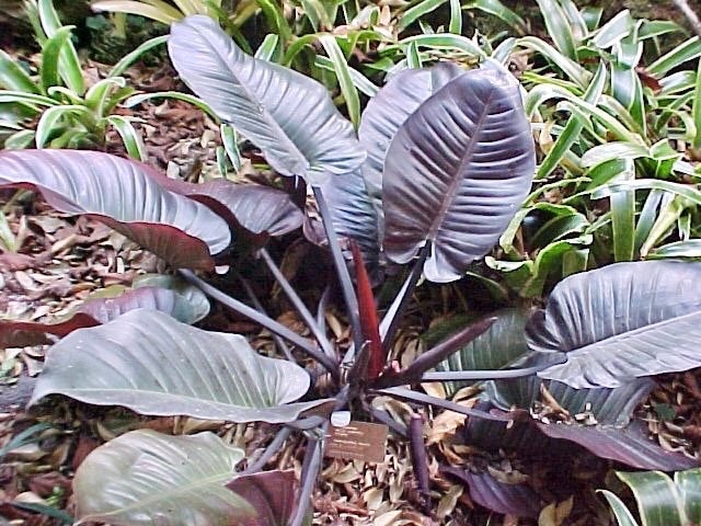 Philodendron black cardinal starter plant **(ALL plants require you to purchase ANY 2 plants!)**