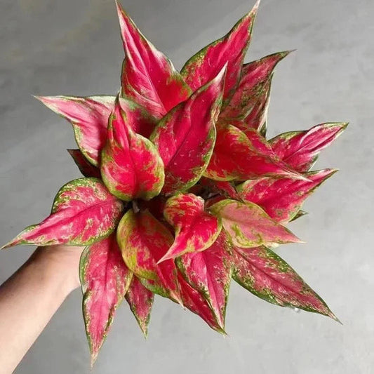 Aglaonema red angel starter plant **(ALL plants require you to purchase ANY 2 plants!)**