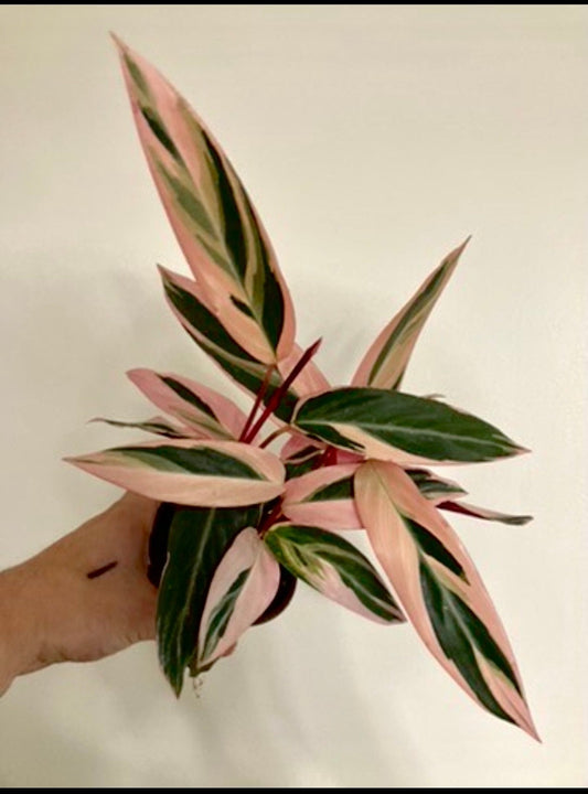 Stromanthe Triostar starter plant **(ALL plants require you to purchase ANY 2 plants!)**