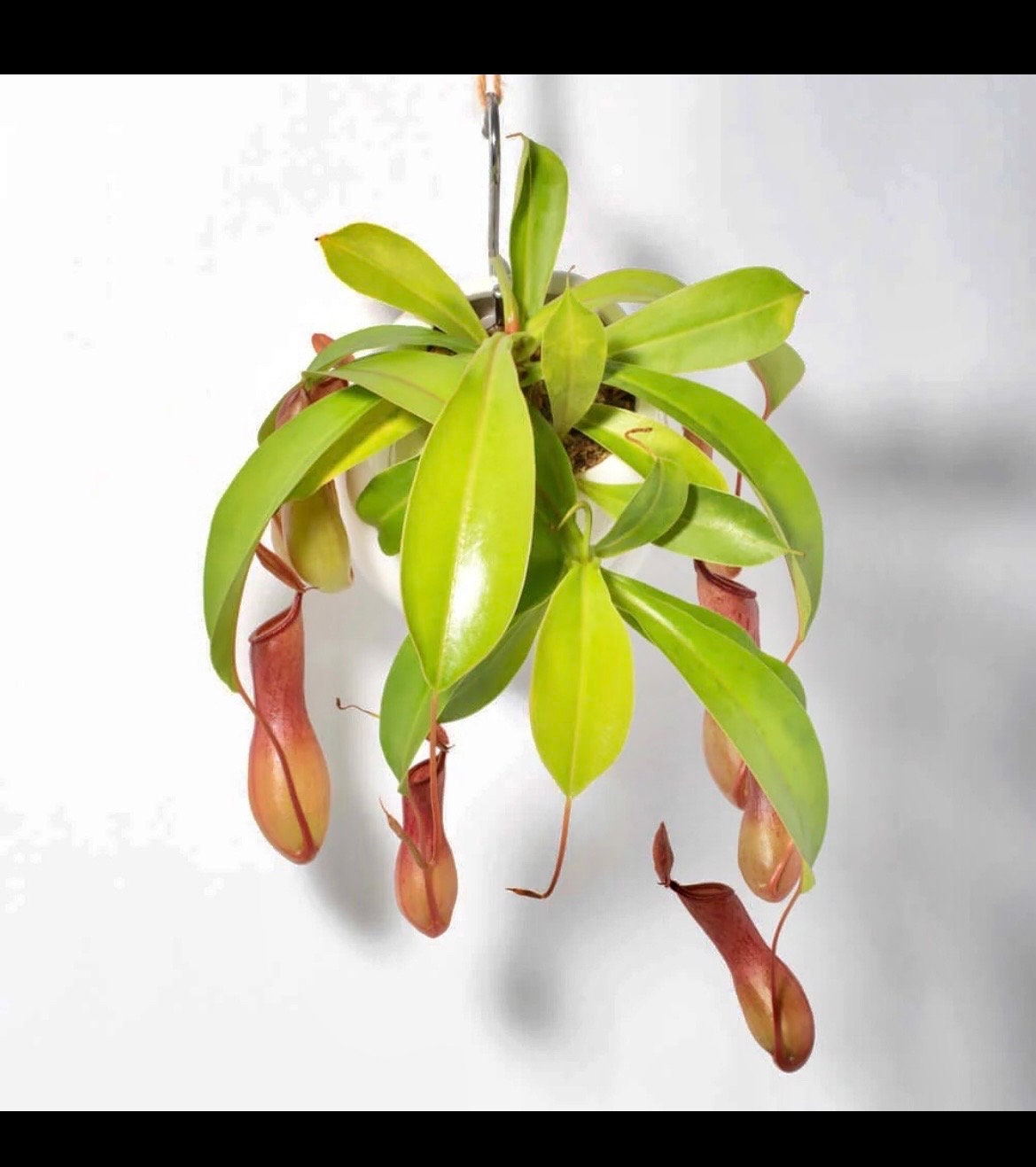 Nepenthes lemon alata starter plant **(ALL plants require you to purchase ANY 2 plants!)**