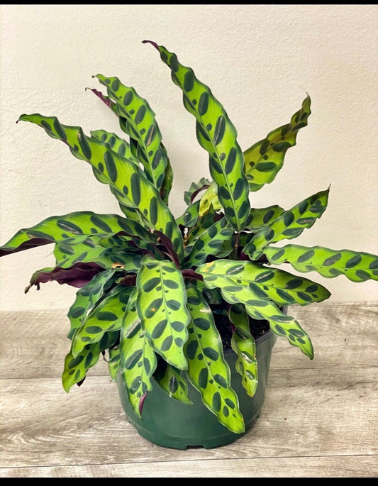 Calathea lancifolia rattlesnake starter plant **(ALL plants require you to purchase ANY 2 plants!)**
