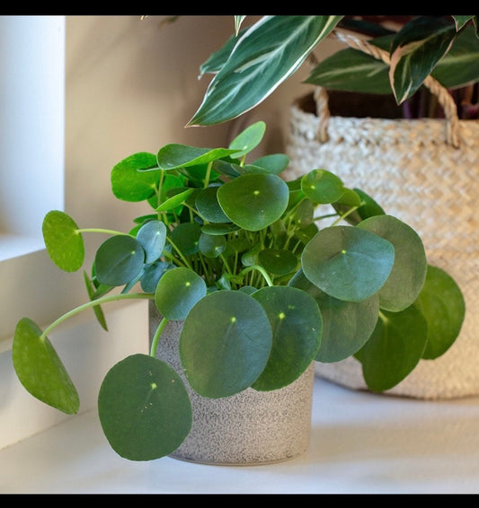 Pilea peperomioides “Chinese money” “UFO plant” starter plant **(ALL plants require you to purchase ANY 2 plants!)**