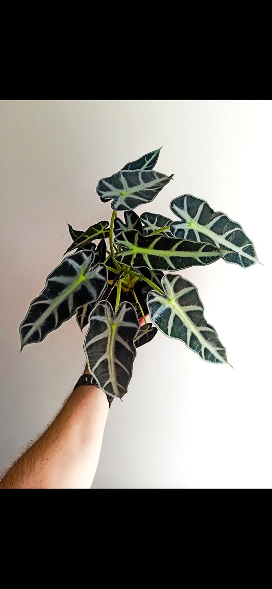 Alocasia Bambino starter plant **(ALL plants require you to purchase ANY 2 plants!)**