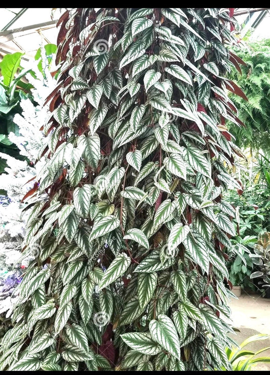Cissus Discolor starter plant **(ALL plants require you to purchase ANY 2 plants!)**