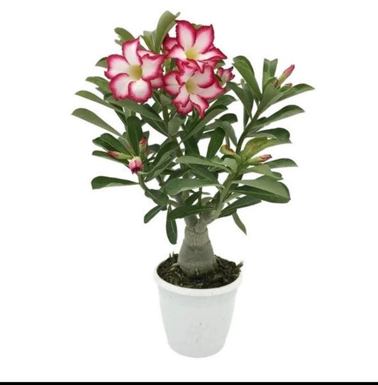 Desert rose picotee adenium obesum starter plant **(ALL plants require you to purchase ANY 2 plants!)**