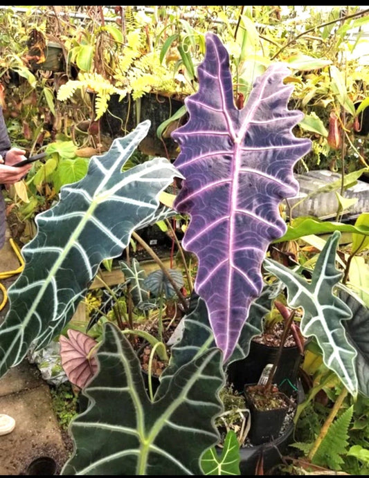 Alocasia Purpley starter plant **(ALL plants require you to purchase ANY 2 plants!)**