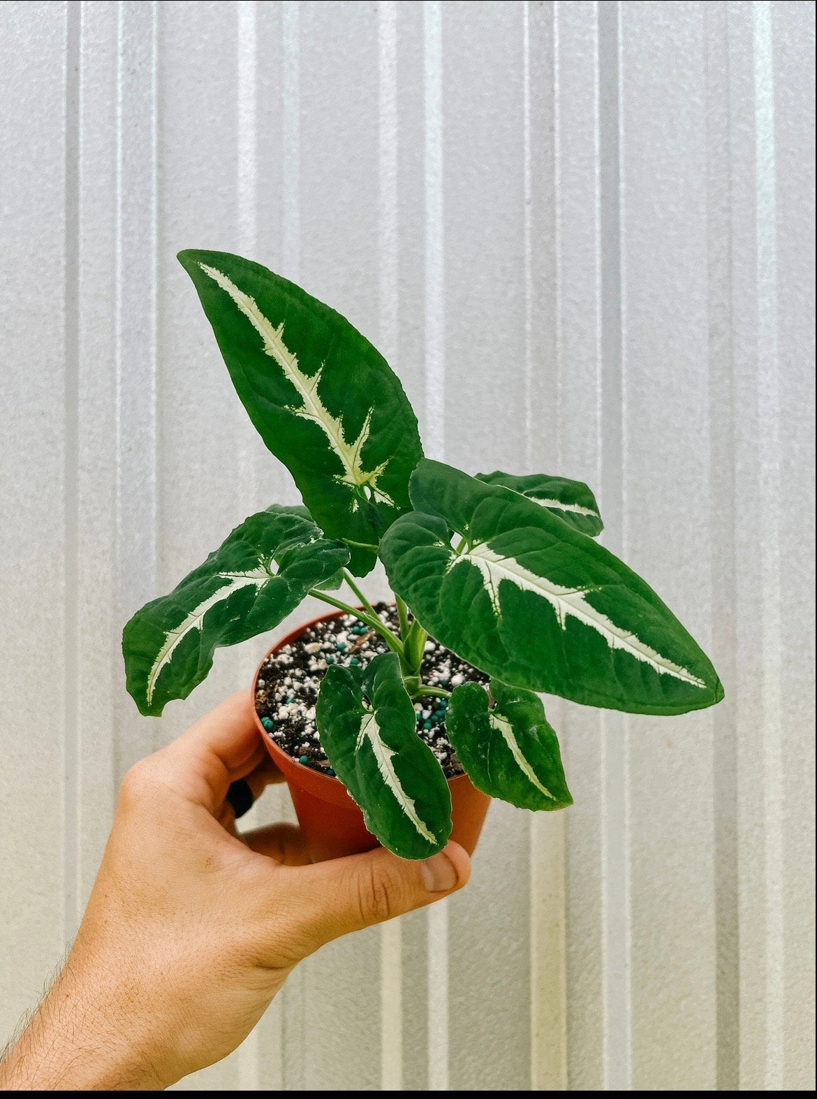 Syngonium wendlandii black velvet starter plant **(ALL plants require you to purchase ANY 2 plants!)**