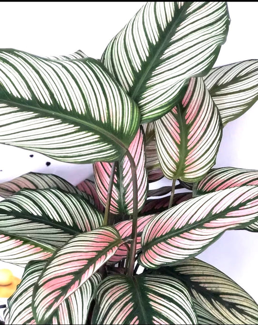 Calathea Whitestar starter plant **(ALL plants require you to purchase ANY 2 plants!)**