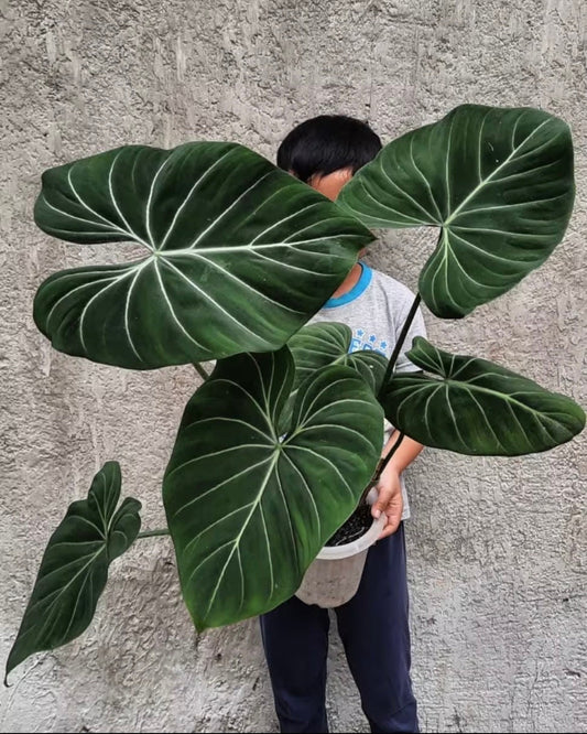 Philodendron Dark form gloriosum starter plant **(ALL plants require you to purchase ANY 2 plants!)**