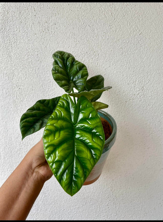 Alocasia Mirror face starter plant **(ALL plants require you to purchase ANY 2 plants!)**