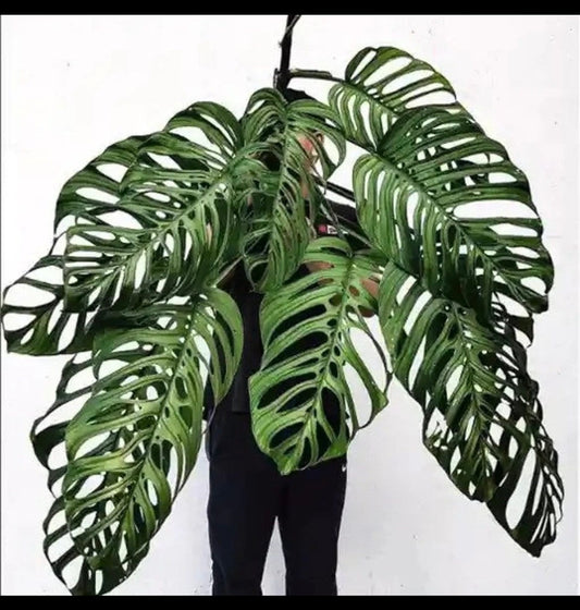 Monstera Esqueleto non TC starter plant **(ALL plants require you to purchase ANY 2 plants!)**