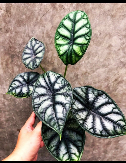 Alocasia Dragon Moon starter plant **(ALL plants require you to purchase ANY 2 plants!)**