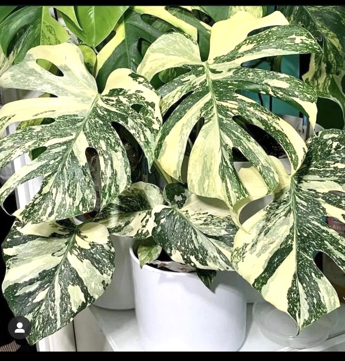 Monstera Thai Constellation starter plant **(ALL plants require you to purchase ANY 2 plants!)**