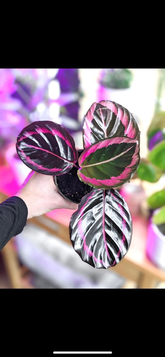 Calathea Black Rose starter plant **(ALL plants require you to purchase ANY 2 plants!)**