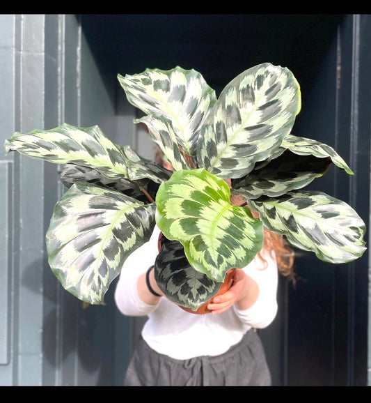 Calathea Helen Kennedy 4” plant **(ALL plants require you to purchase ANY 2 plants!)**