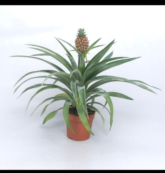 Ananas Mis amigos (baby pineapple) starter plant **(ALL plants require you to purchase ANY 2 plants!)**