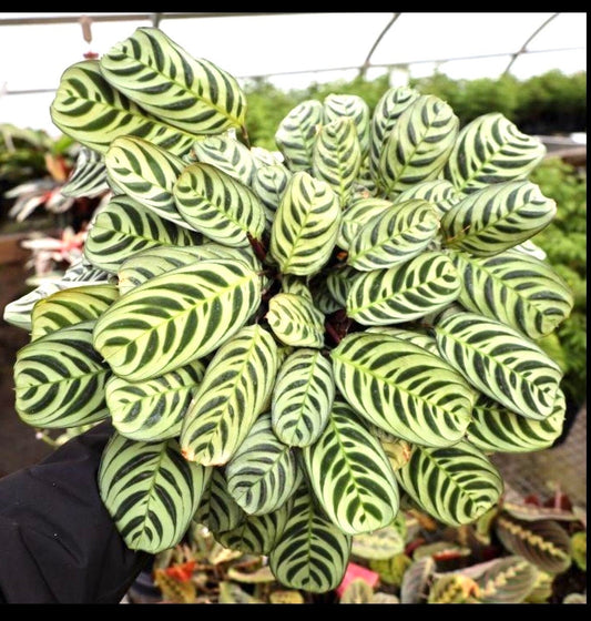 Calathea Burle Marxii starter plant **(ALL plants require you to purchase ANY 2 plants!)**