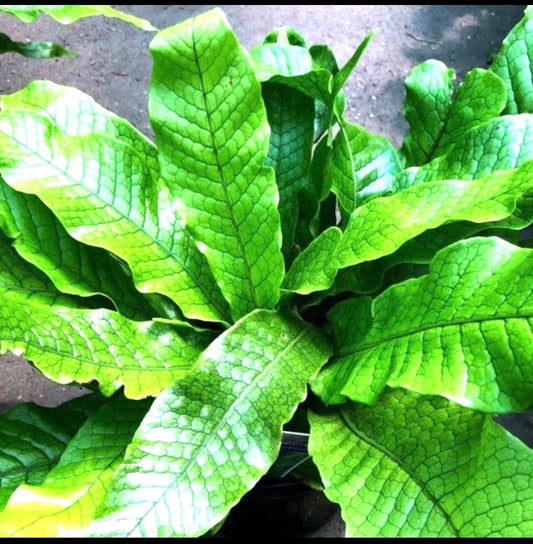 Crocodile fern starter plant **(ALL plants require you to purchase ANY 2 plants!)**