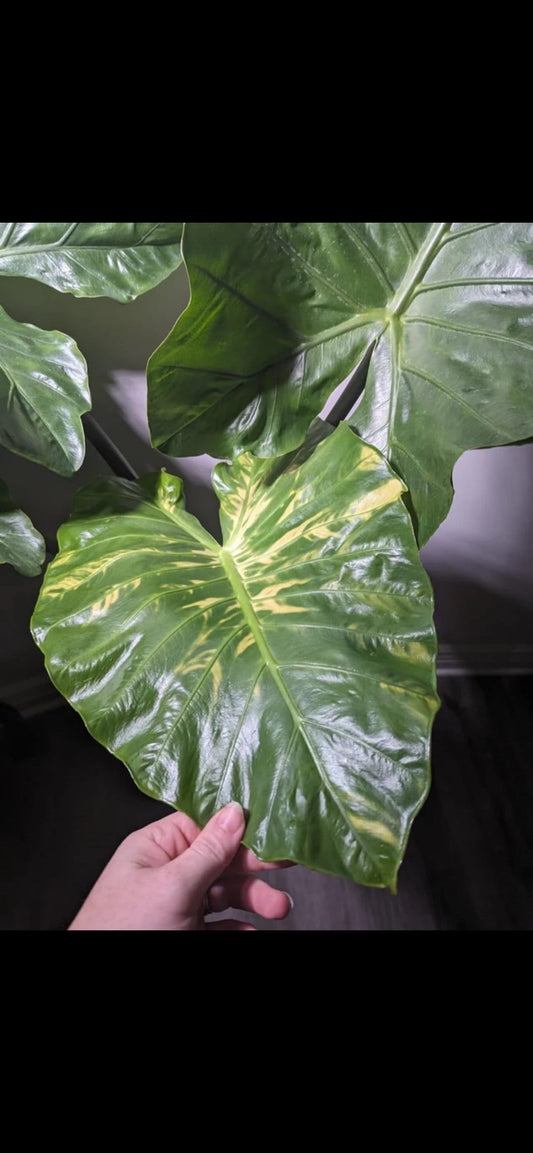Alocasia Dark Star Huge starter plant **(ALL plants require you to purchase ANY 2 plants!)**
