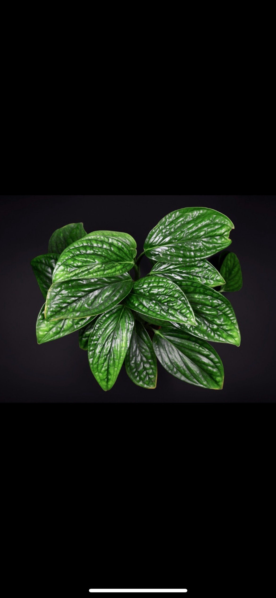 Monstera Peru Karstenianum starter plant **(ALL plants require you to purchase ANY 2 plants!)**