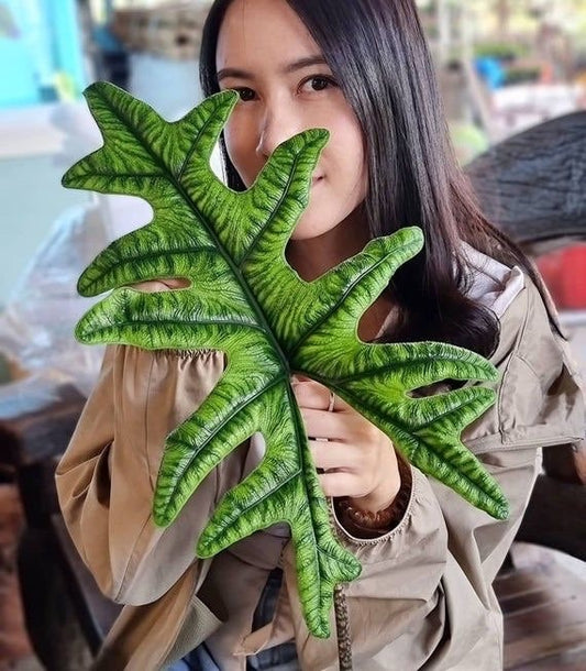 Alocasia Jacklyn Sulawesi starter plant **(ALL plants require you to purchase ANY 2 plants!)**