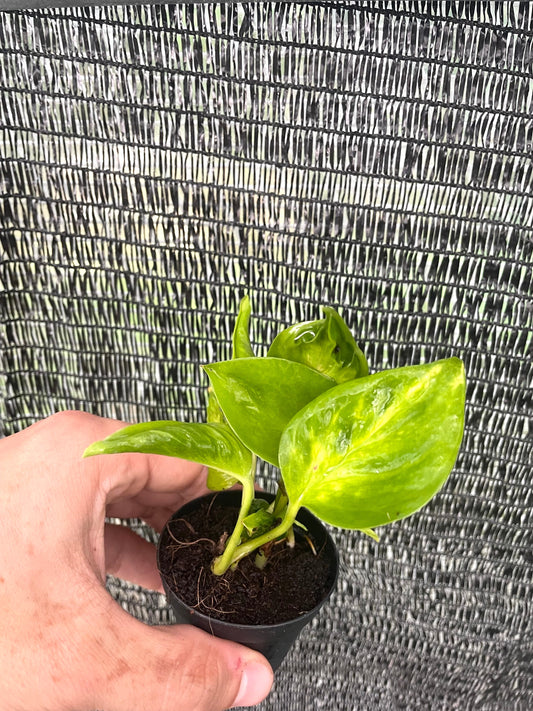 Epipremnum Shangrila Variegated rare 2” plant **(ALL plants require you to purchase ANY 2 plants!)**