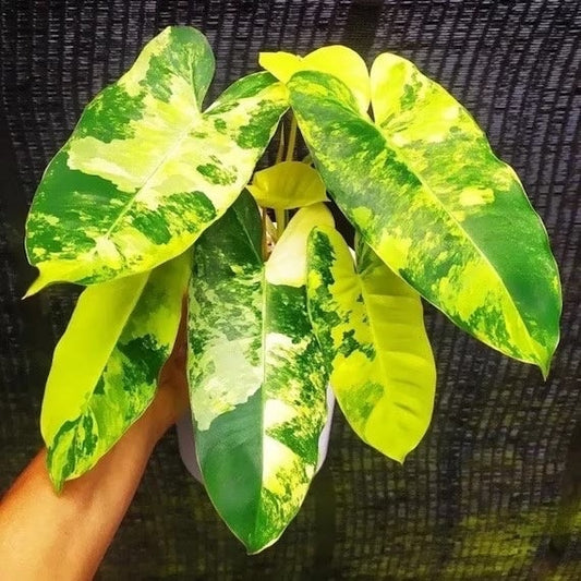 Philodendron Variegated Burle Marx XL plant **(ALL plants require you to purchase ANY 2 plants!)**