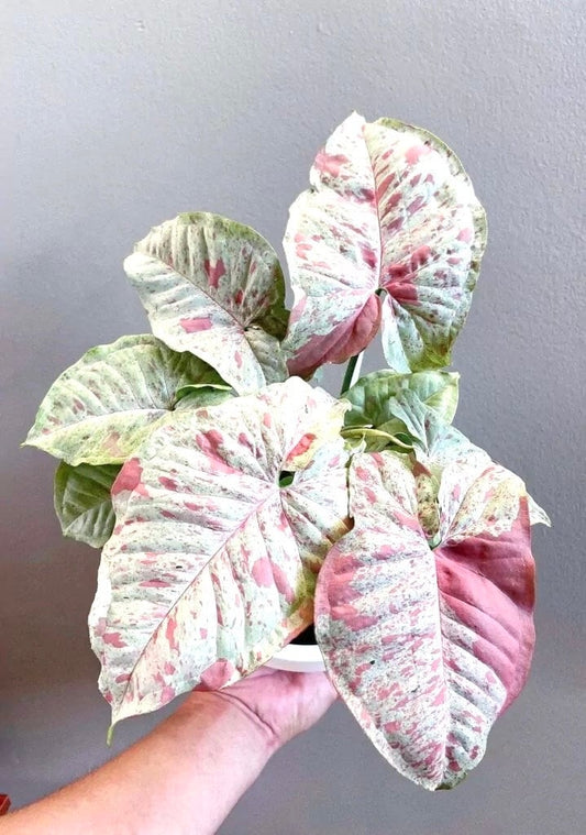 Syngonium Milk Confetti starter plant **(ALL plants require you to purchase ANY 2 plants!)**