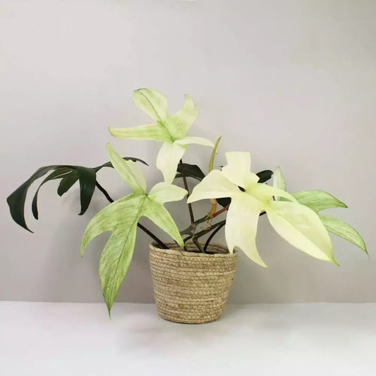 Philodendron Florida Ghost mint starter plants **(5 pack)**