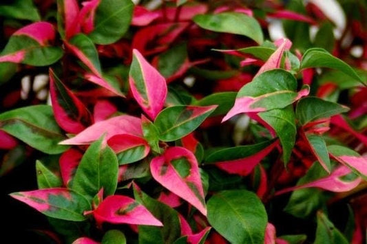 Alternanthera party time starter plants  (5 pack)
