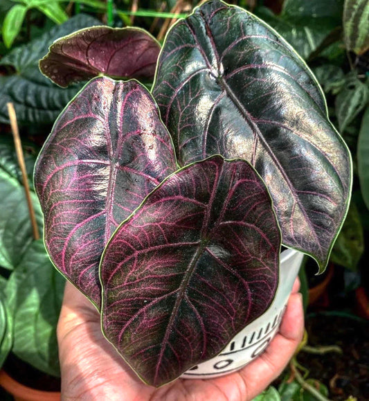 Alocasia Azlanii Red mambo starter plant **(ALL plants require you to purchase ANY 2 plants!)**