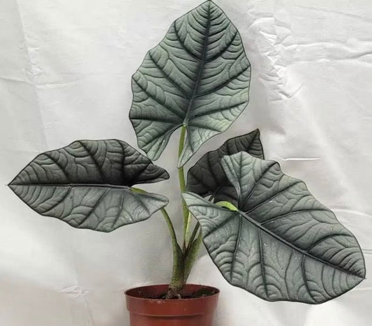 Alocasia Nebula Elaine starter plant **(ALL plants require you to purchase ANY 2 plants!)**