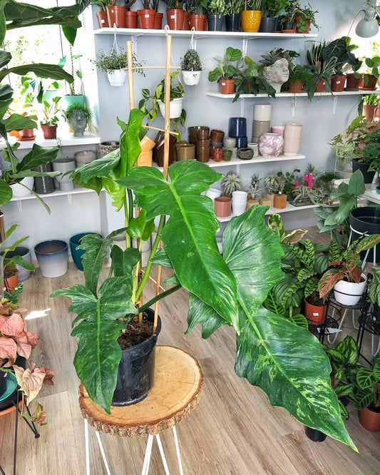 Alocasia Golden Dragon starter plant **(ALL plants require you to purchase ANY 2 plants!)**
