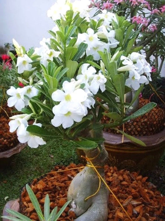 Desert rose White adenium obesum starter plant **(ALL plants require you to purchase ANY 2 plants!)**