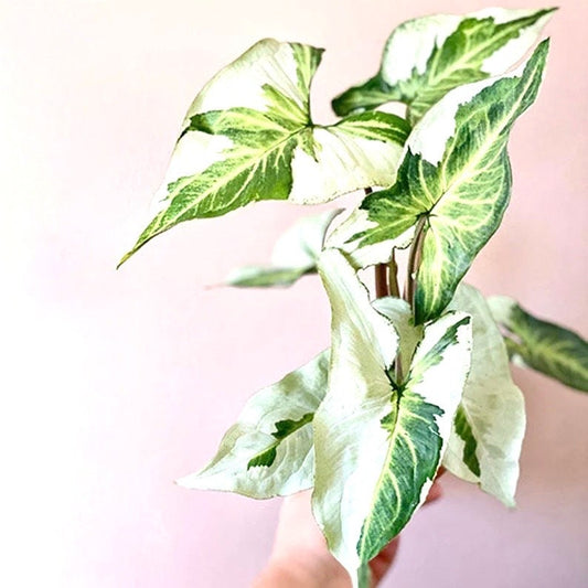 Syngonium three kings starter plant **(ALL plants require you to purchase ANY 2 plants!)**