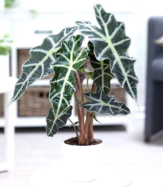 Alocasia Polly starter plant **(ALL plants require you to purchase ANY 2 plants!)**
