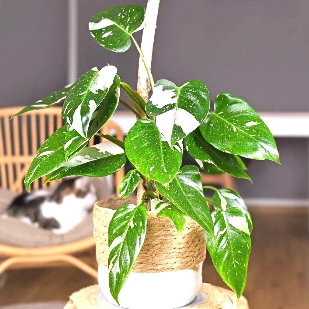 Philodendron White Wizard starter plant **(ALL plants require you to purchase ANY 2 plants!)**