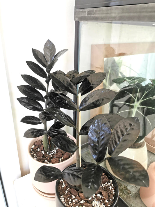 Black Nova queen ZZ  starter plant **(ALL plants require you to purchase ANY 2 plants!)**